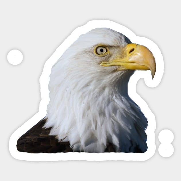 Bald Eagle Sticker by dodgerfl